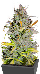 Crystal WW Autoflower fem (Easy Grow Seeds) семена конопли