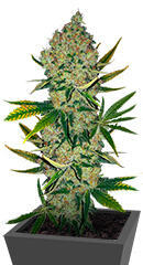 Easy Runtz Autoflower fem (Easy Grow Seeds) семена конопли