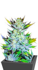 Moscow Blueberry (Kalashnikov Seeds) семена конопли