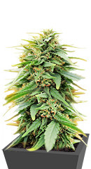 Deepforest Super Auto fem (Doctor’s Choice) семена конопли