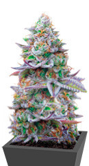 Gorilla Zkittlez fem (Barney's Farm) семена конопли