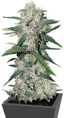 Gorilla Auto (Gorilla Glue Auto) fem Fastbuds семена конопли