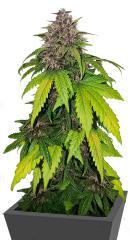 Banana Purple Punch Auto RF3 fem (FastBuds) семена конопли