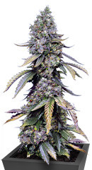 Black Muffin F1 Fast Version fem (Sweet Seeds) семена конопли
