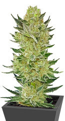 Auto Somango Glue fem (Advanced Seeds)