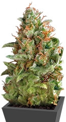 American Pie fem (Pyramid Seeds) семена конопли