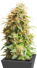 Monster Zkittles (Monster Genetics) семена конопли