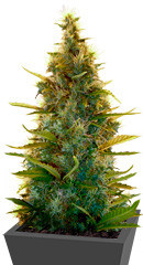 Lowryder Auto fem (Doctor's Choise) семена конопли