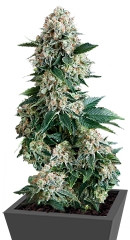 New York City fem (Pyramid Seeds) семена конопли