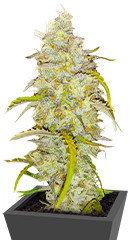 Black Herer Autoflower fem (Easy Grow Seeds) семена конопли