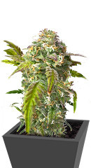 Fruit Gum fem (UKHTA420) семена конопли