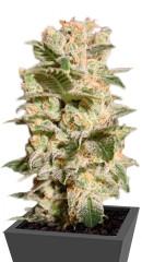 Belladonna fem (Paradise Seeds) семена конопли