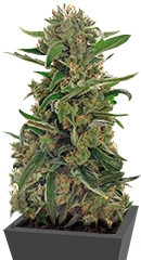 Green Crack Auto fem (FastBuds) семена конопли