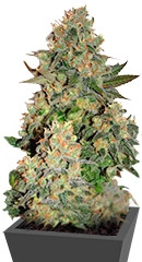 Tutankhamon fem (Pyramid Seeds) семена конопли