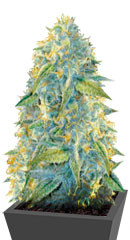 Auto Northern Light fem (Victory Seeds) семена конопли
