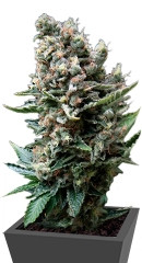 Nefertiti fem (Pyramid Seeds) семена конопли