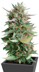 Strawberry Blue fem (World of Seeds) семена конопли