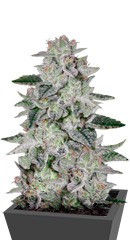 Sweet Valley Kush fem (Green House Seeds) семена конопли