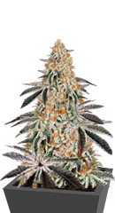 Семена сорта Dark Phoenix fem (Green House Seeds)