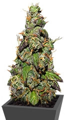 Six Shooter Auto fem (FastBuds) семена конопли