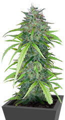 Dos-Si-Dos Cookies Autoflower семена конопли