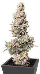 Gorilla Punch Auto fem (FastBuds) семена конопли