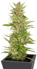 Northern Lights x Big Bud Auto fem (World of Seeds) семена конопли