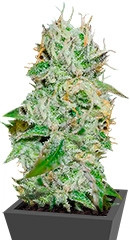 Original Juan Herer fem (Delicious Seeds) семена конопли