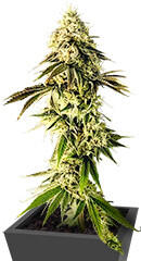 Jealousy Kush fem (Seedkeepers) семена конопли