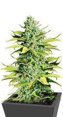 Smoothie Auto fem (FastBuds) семена конопли