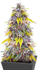 Ghost Train Haze fem (Seedkeepers) семена конопли