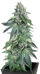Vanilla Frosting fem (Humboldt Seed Company) семена конопли