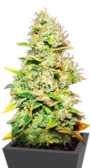 White Widow fem (Medical Seeds) семена конопли