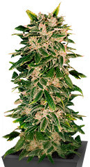Sweet Zenzation XL Auto fem (Sweet Seeds) семена конопли