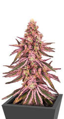 Glue Cookies fem (AlphaFem Seeds) семена конопли
