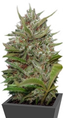 Auto Whiteberry fem (Paradise Seeds) семена конопли