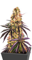 Runtz Muffin от Barney’s Farm семена конопли