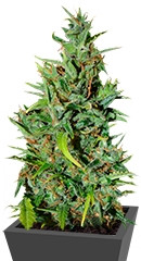 Neville Haze Ryder Auto fem (World of Seeds) семена конопли
