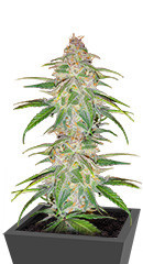 Mandarin Thuggee fem (AlphaFem Seeds) семена конопли