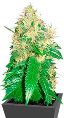 Northern Light Blue fem (Delicious Seeds) семена конопли