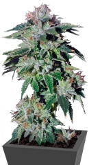 Pure Kush fem (Green House Seeds) семена конопли
