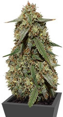 Cookies auto fem FastBuds семена конопли