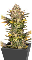 Banana Punch fem (Barney's Farm) семена конопли