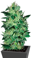 Super Critical fem (Green House Seeds) семена конопли