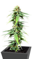 AFS Princess fem (AlphaFem Seeds) семена конопли