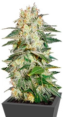 Afghan Kush Ryder Auto fem (World of Seeds) семена конопли