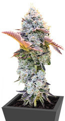 Bay Burger fem (Delicious Seeds) семена конопли