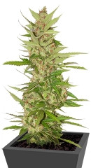 Northern Light X Big Bud fem (World of Seeds) семена конопли