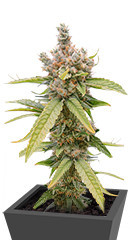 Tropic Punch fem (Heavyweight Seeds) семена конопли