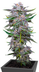 Lemon Cherry Gelato fem от Barney's Farm семена конопли